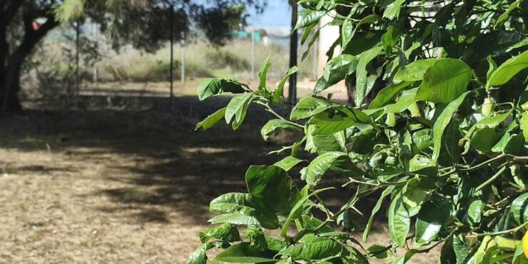 Parcela rústica zona la loma